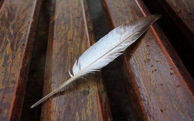 Доноров крови приглашают к участию в Международном литературном конкурсе DonorBook.