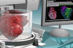 Органы из пробирки